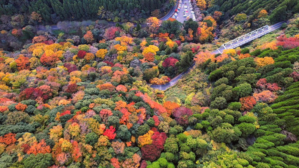菊池川の紅葉