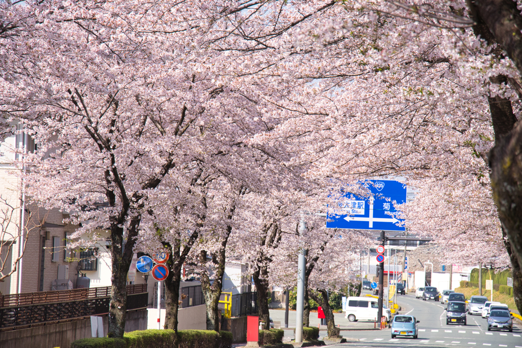 さくら道