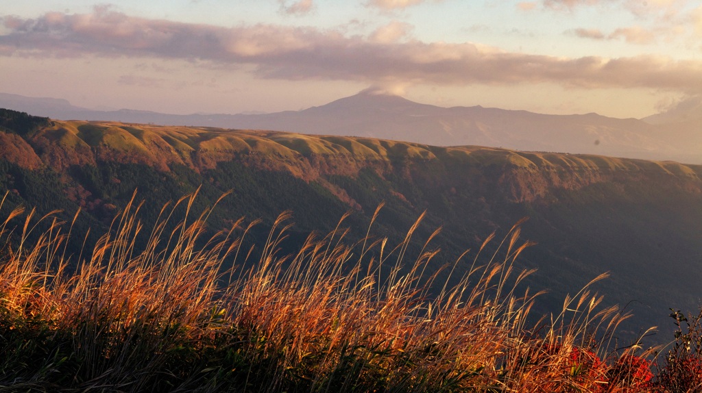 朝陽を浴びるススキ