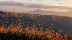 朝陽を浴びるススキ