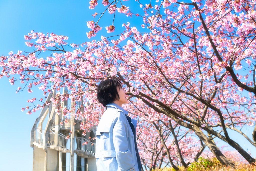 河津桜