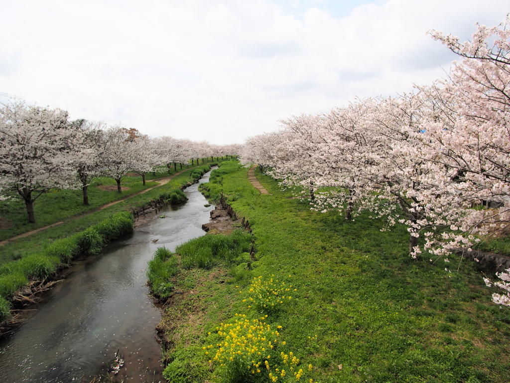 益城復興桜