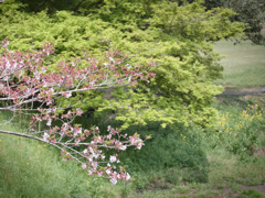 山桜