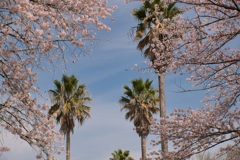 ヤシの木と桜