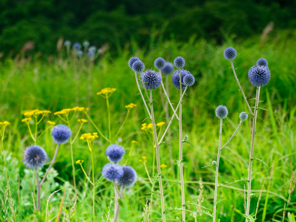 高原の花