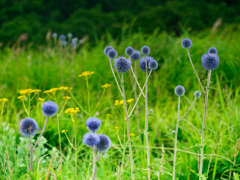 高原の花
