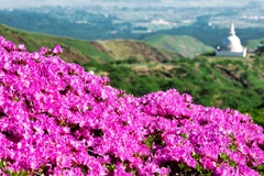 深山霧島と仏舎利
