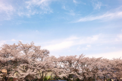 Cherry blossoms and blue sky