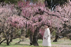 梅林寺