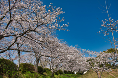 春爛漫