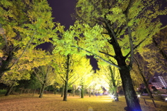 点灯_銀杏ライトアップ