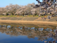 通学路は桜のトンネル