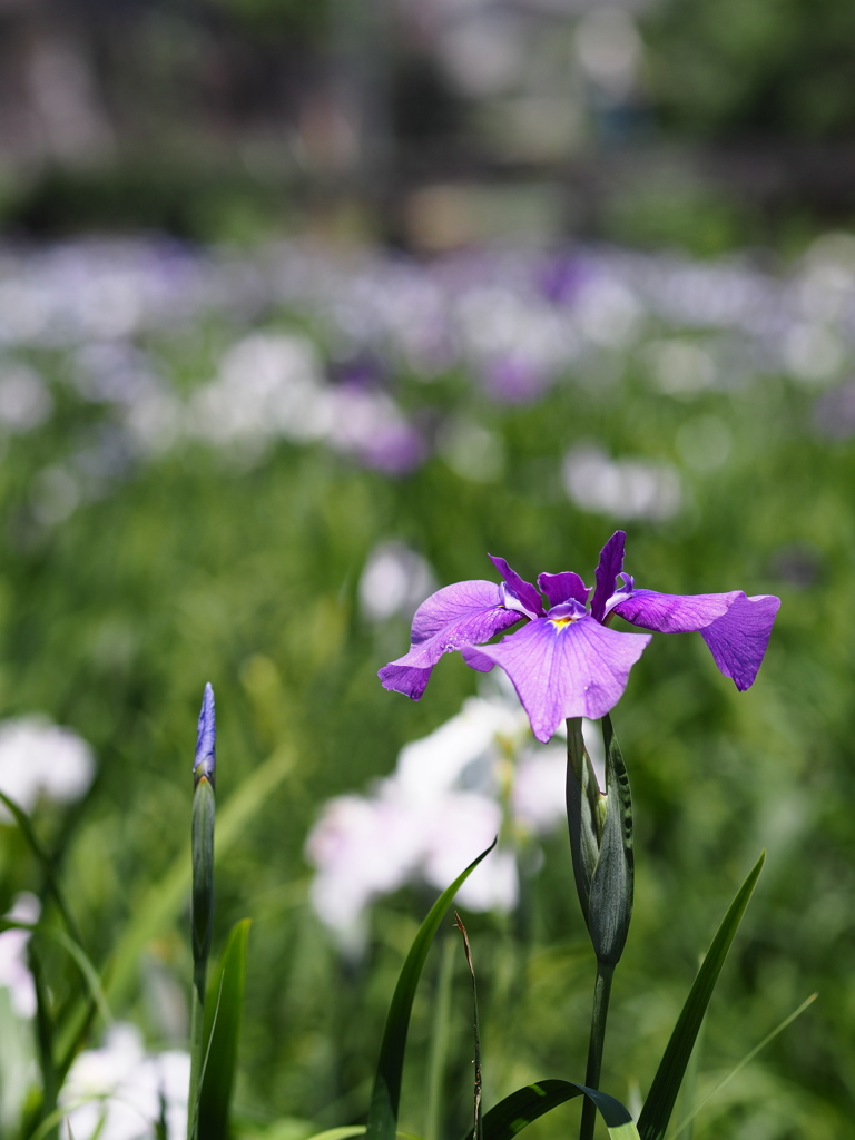 蕾と花