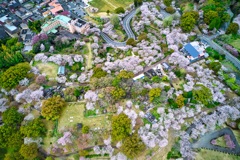 鳥瞰桜