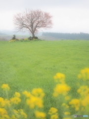 前原の一本桜
