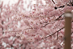 春めき桜