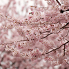 春めき桜
