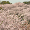 Full Bloom Sakura