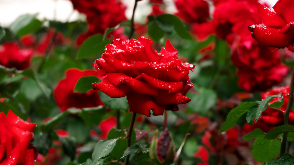 雨後の薔薇