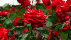 雨後の薔薇