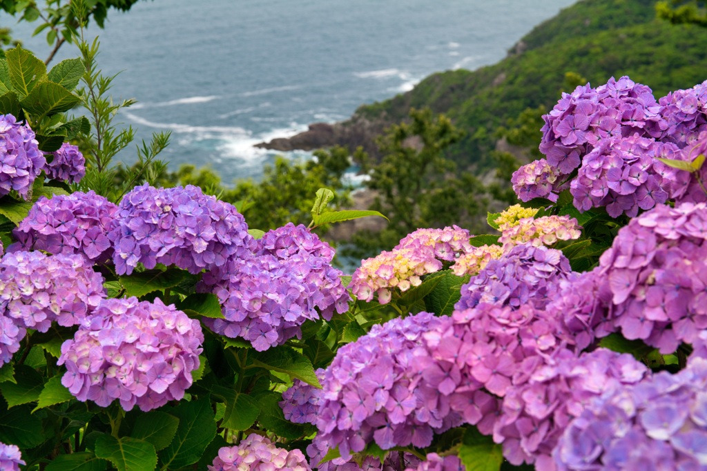紫陽花