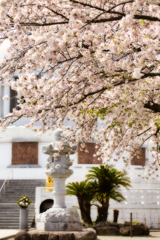 仏舎利桜