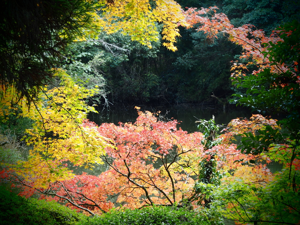 泰勝寺跡_地震後立ち入り制限ちう