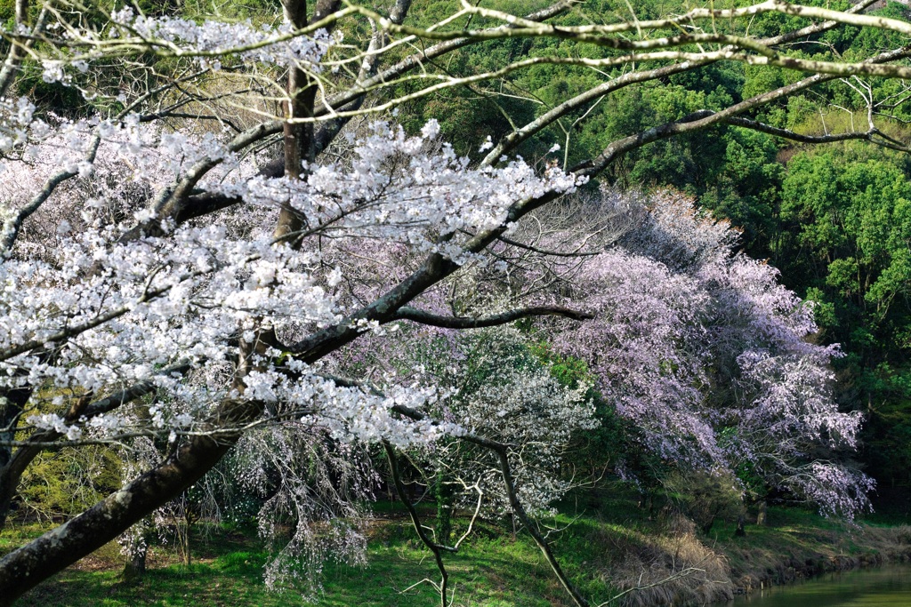 山桜とソメイヨシノ