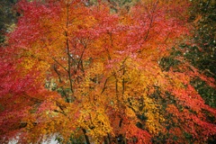 山紅葉