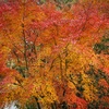 山紅葉
