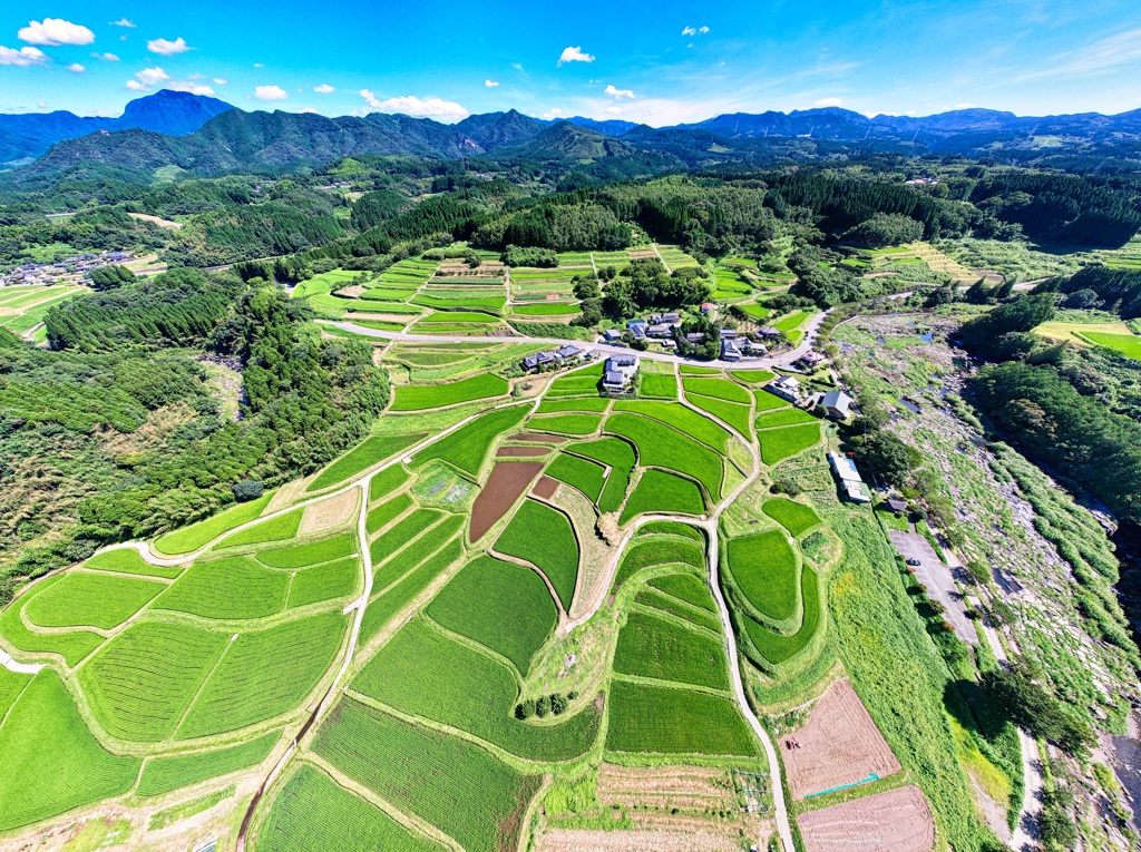 盛夏の棚田