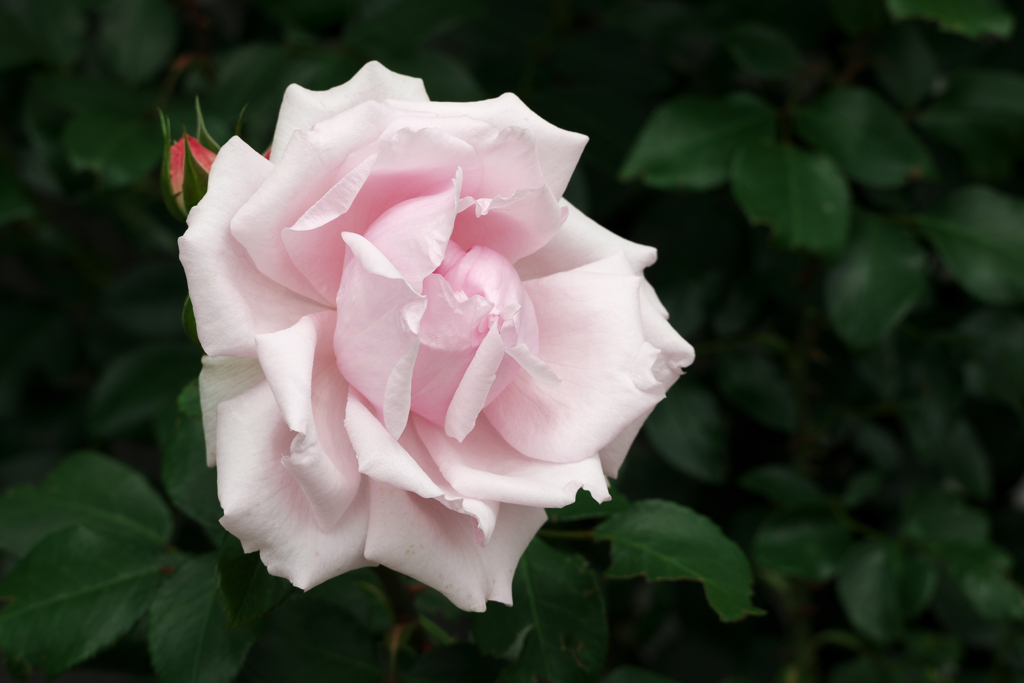 Pale pink rose