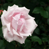 Pale pink rose