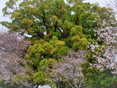 寂心さんの樟