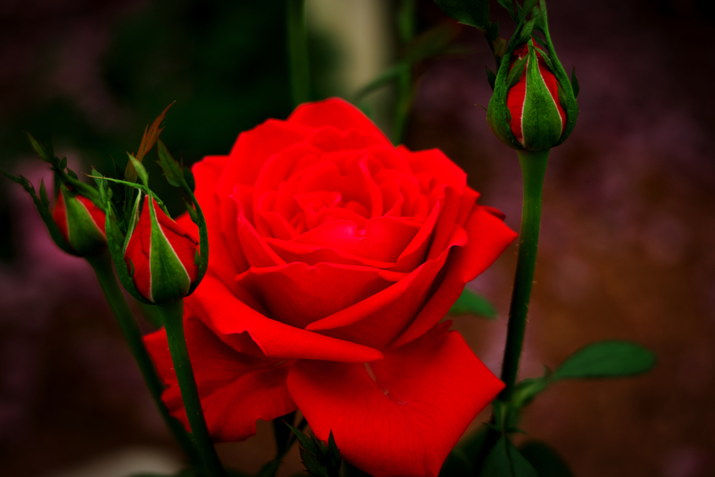 Deep red rose