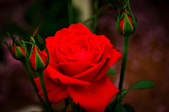 Deep red rose