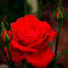 Deep red rose