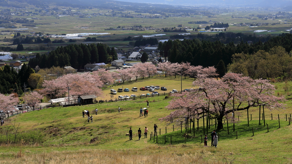 観音桜