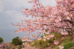 御立岬の河津桜