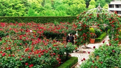 Red Rose Garden