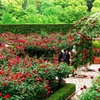 Red Rose Garden