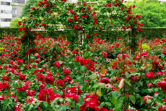 赤い薔薇の園