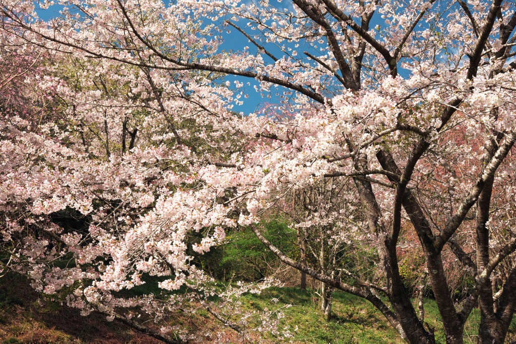 桜咲く