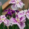 花菖蒲