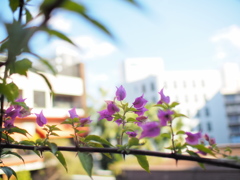 蔦の花