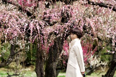 Red and white plum blossoms