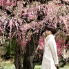 Red and white plum blossoms