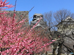 梅と熊本城
