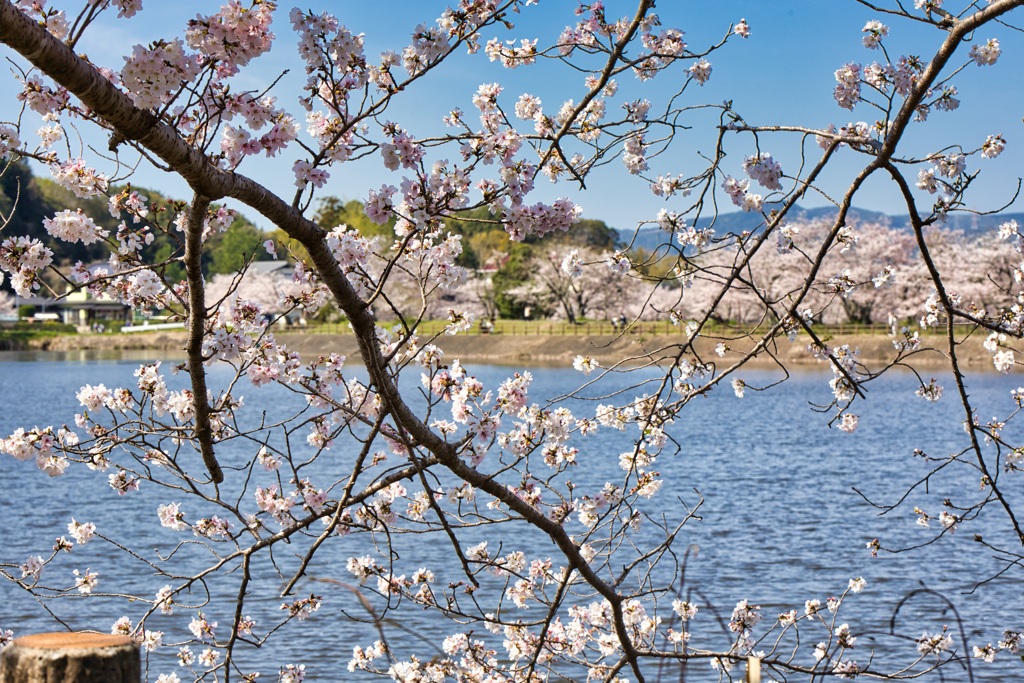 湖畔の桜