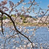 湖畔の桜